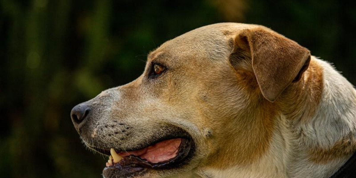 How to Help Your Pet Recover from a Traumatic Event